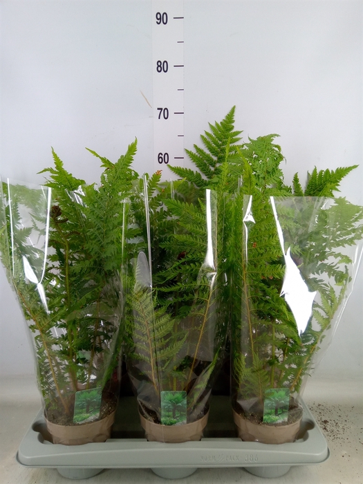 <h4>Cyathea australis</h4>