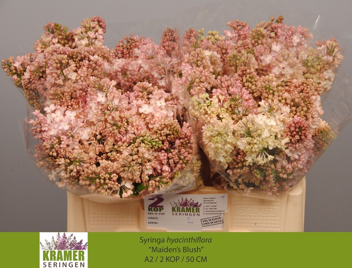 <h4>SYR HY MAIDENS BLUSH</h4>