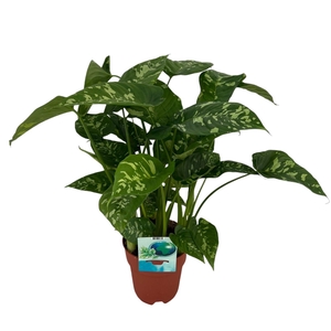 Homalomena Candid (Peat Free / Veenvrij)