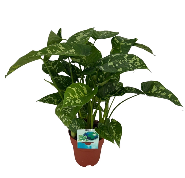 <h4>Homalomena Candid (Peat Free / Veenvrij)</h4>