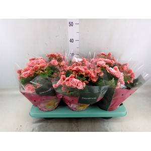 Begonia elat. DU 'Borias'