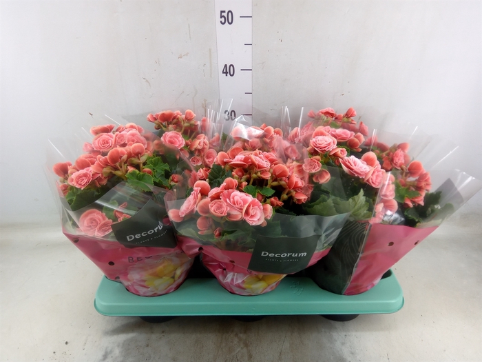 <h4>Begonia elat. DU 'Borias'</h4>