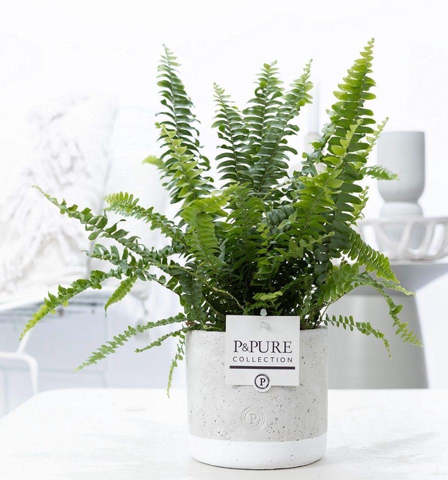 <h4>Nephrolepis Green Lady in P&PURE Jade pot</h4>