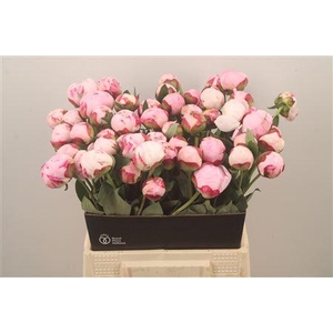 Paeo Sarah Bernhard Pink