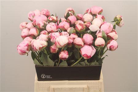 <h4>Paeo Sarah Bernhard Pink</h4>