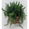 Rosmarinus Prostrat Italië Deco pot