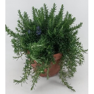 Rosmarinus Prostrat Italië Deco pot