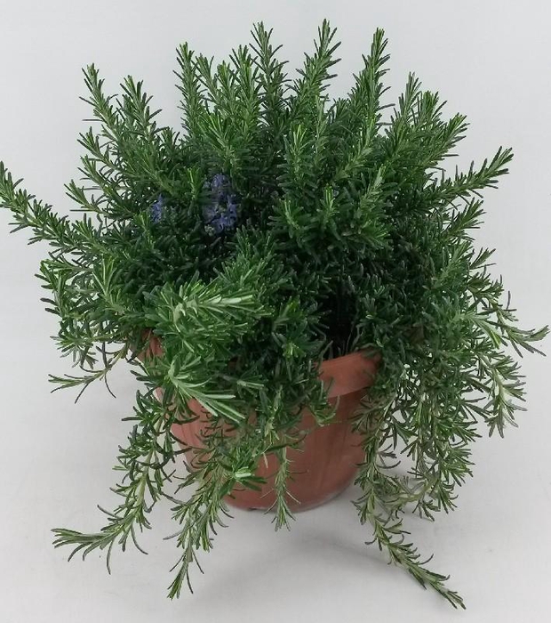 <h4>Rosmarinus Prostrat Italië Deco pot</h4>