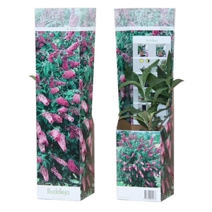Buddleja 'Pink Delight'