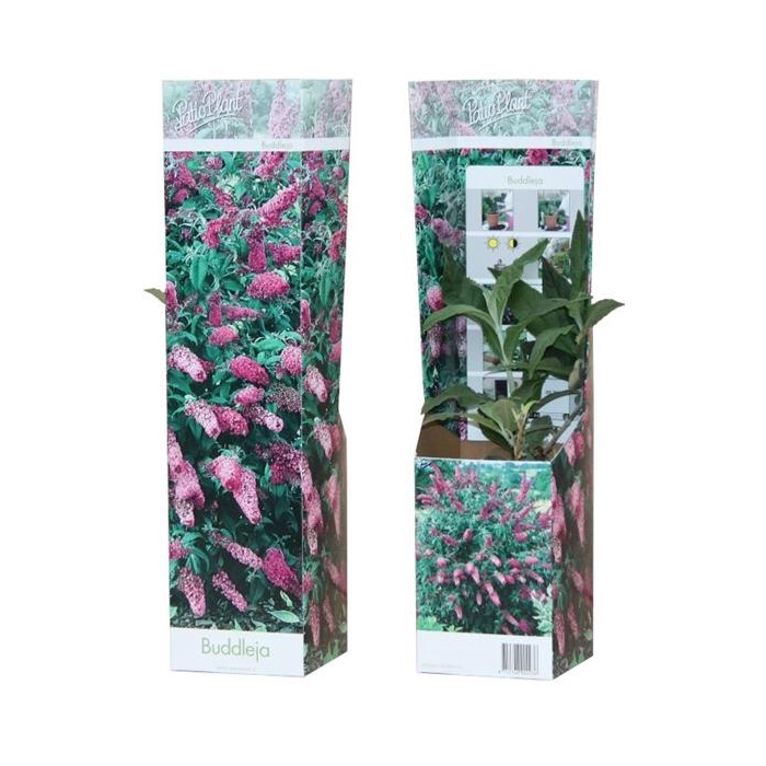<h4>Buddleja 'Pink Delight'</h4>