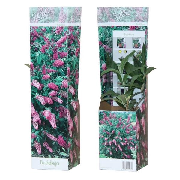 Buddleja 'Pink Delight'