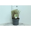 Miscanthus Sinensis Adagio