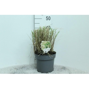 Miscanthus Sinensis Adagio