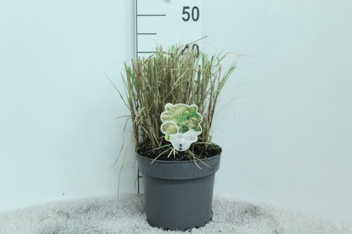 Miscanthus Sinensis Adagio