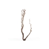 Syringa Branch Extra Lannoy