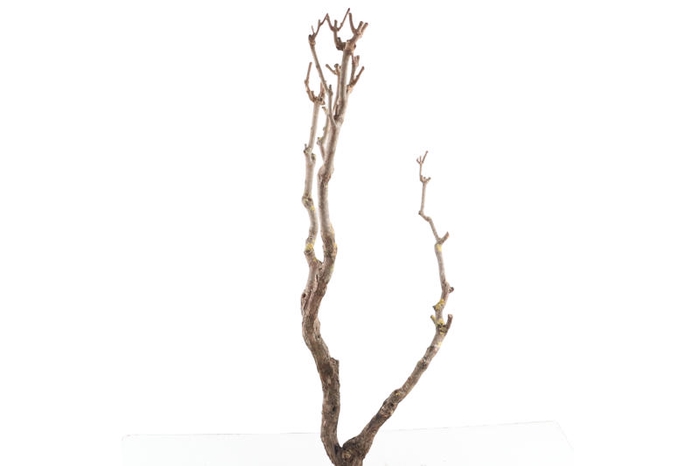 Syringa Branch Extra Lannoy