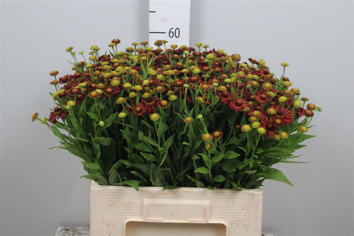 <h4>Helen Red King</h4>