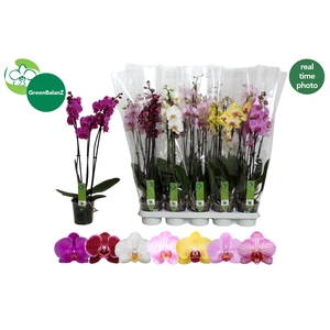 PHAL GEM 7 KL
