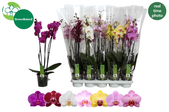 <h4>PHAL GEM 7 KL</h4>