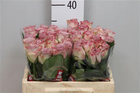 <h4>R Gr Memory Lane!</h4>