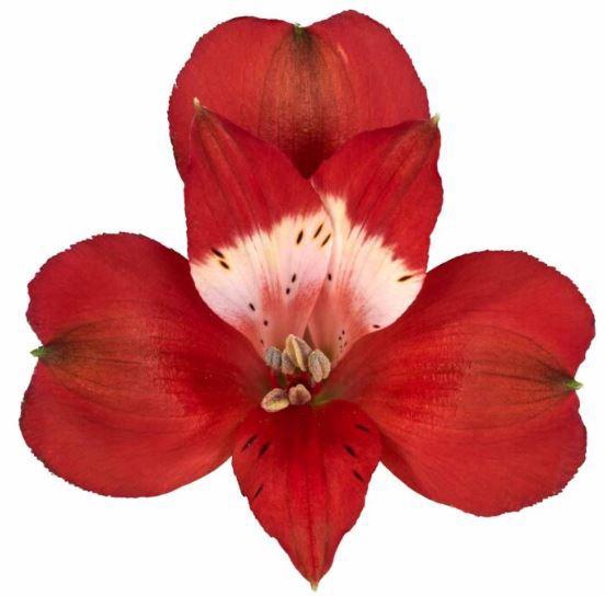 <h4>ALSTR ROCKSTAR</h4>