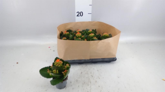 <h4>Kalanchoe blos.   ..</h4>