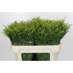 Solidago Golden Glory