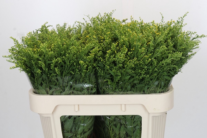 <h4>Solidago Golden Glory</h4>
