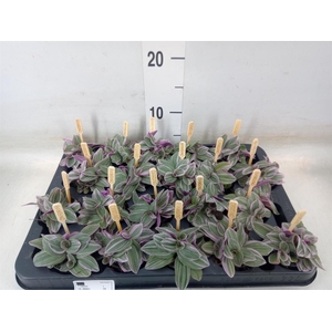 Tradescantia cerinth. 'Sweetness'