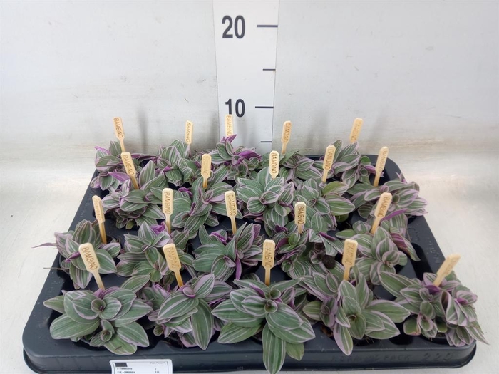 <h4>Tradescantia cerinth. 'Sweetness'</h4>