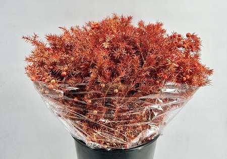 Juniperus Communis Painted $Luxury Copper