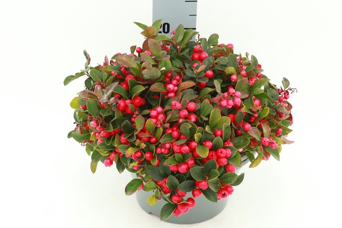 <h4>GAULTH PROCUMBENS</h4>