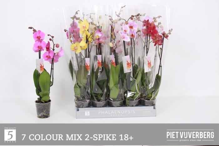 <h4>PHAL GEM 7 KL</h4>