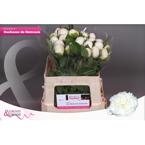 PAEO L DUCHES D NEMO