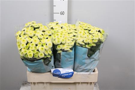 <h4>Chr S Maverick Lime</h4>