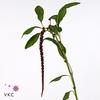 AMAR CA RED CORD