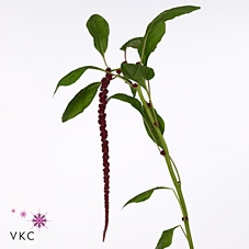 Amaranthus Ca Red Cord