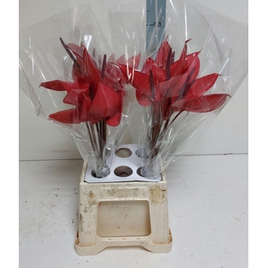 Anthurium Andreanum Grp Cerato