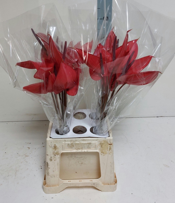 <h4>Anthurium Andreanum Grp Cerato</h4>