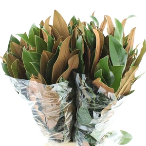 Magnolia Leafs 400 Gr