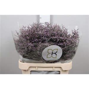 Limonium Safora Lilac