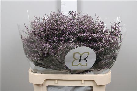 <h4>Limonium Safora Lilac</h4>