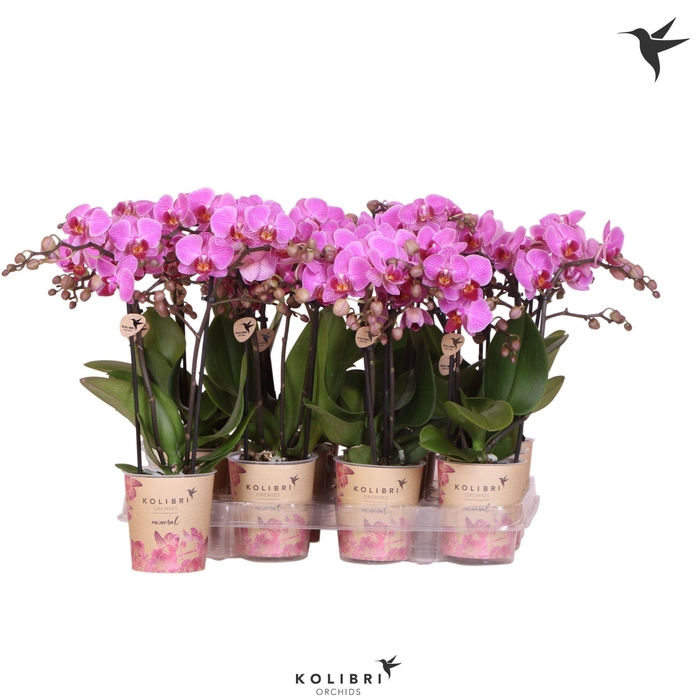 <h4>Kolibri Orchids Phalaenopsis Violet 2 spike</h4>
