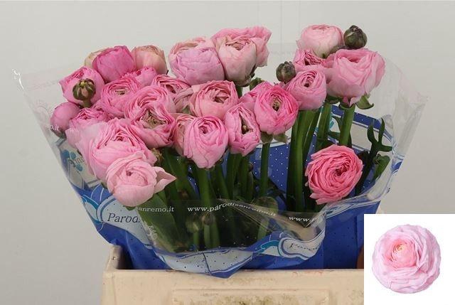 <h4>RAN SU CONFETTO</h4>