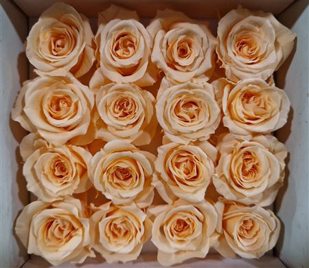 <h4>RP KLS. PRES ROSA PEACH (2,5CM)</h4>