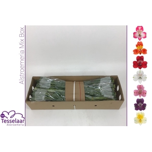 Alstroemeria Mix | Quality 60