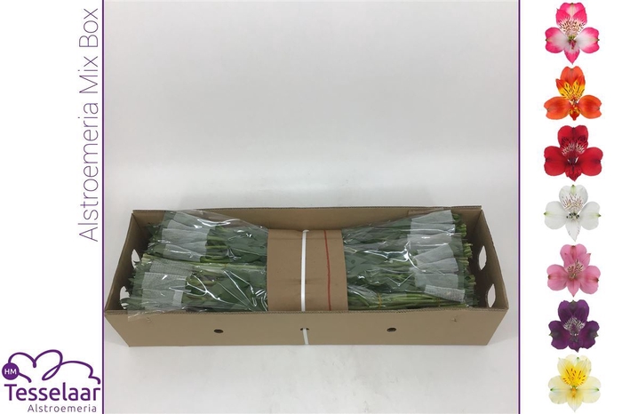 <h4>Alstroemeria Mix | Quality 60</h4>