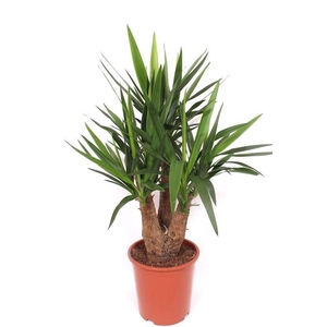 Yucca elephantipes 3+ armen