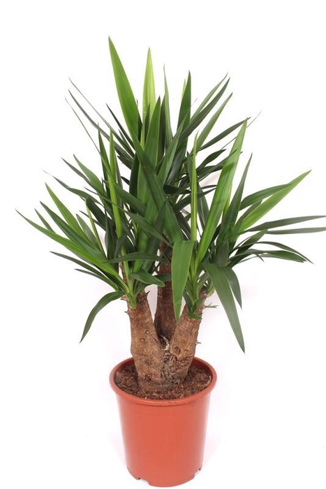 <h4>Yucca elephantipes 3+ armen</h4>