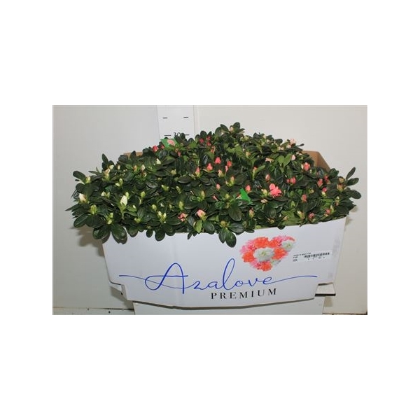 <h4>Rhodo Si Gem 4 Srt ** Diam 37cm **</h4>